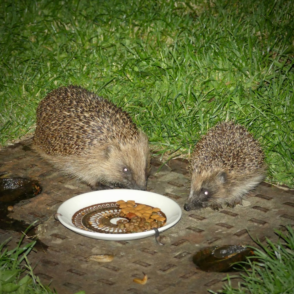 Hedgehogs
