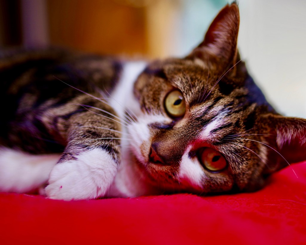 The name of the&nbsp;cat