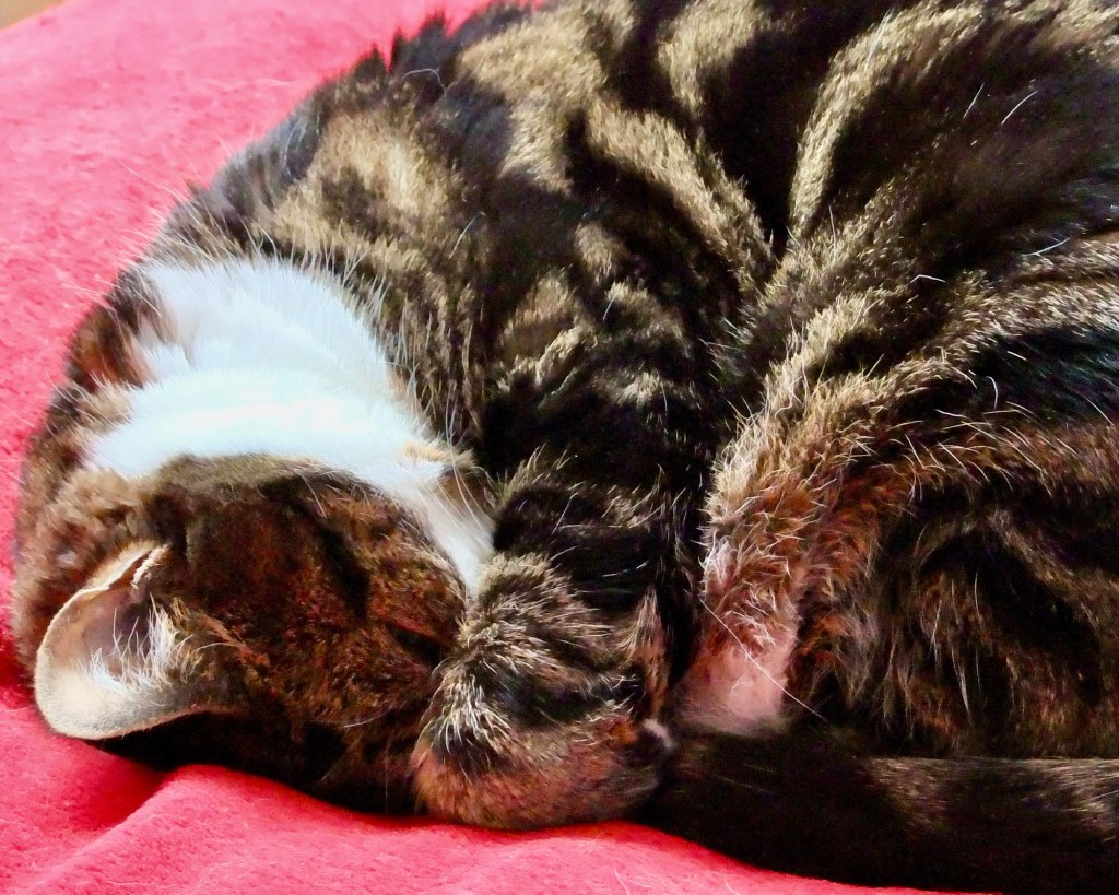 Post-exertional malaise (PEM)