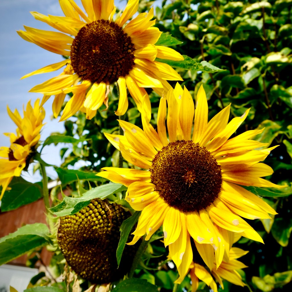Sunflowers