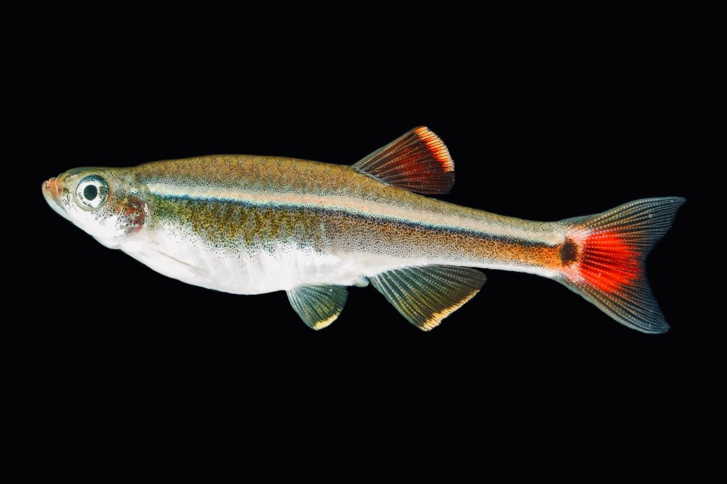 White Cloud Mountain&nbsp;Minnows