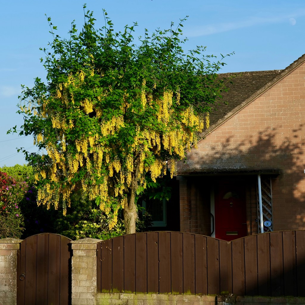 Laburnum