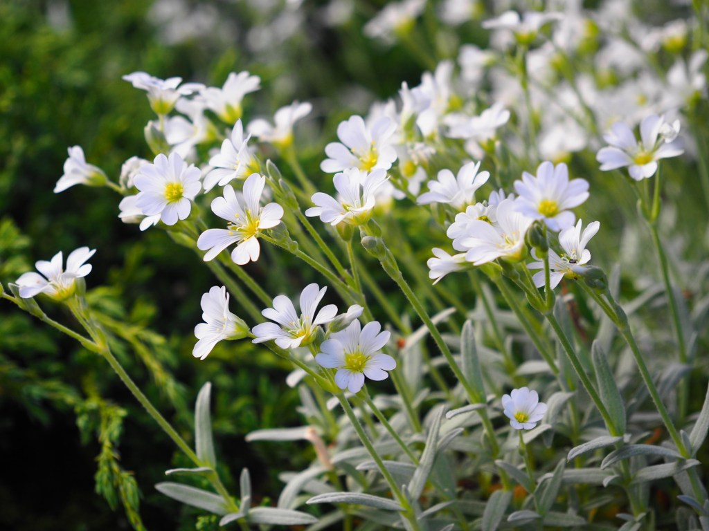 Flowers