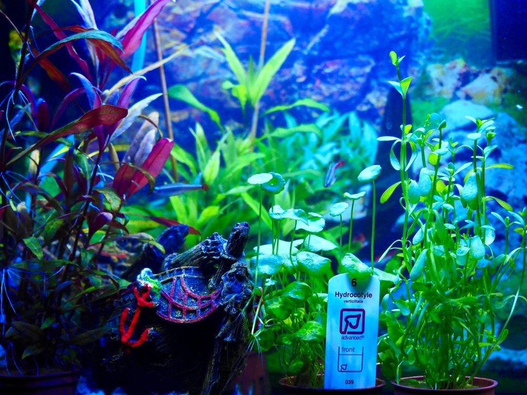 Aquatics