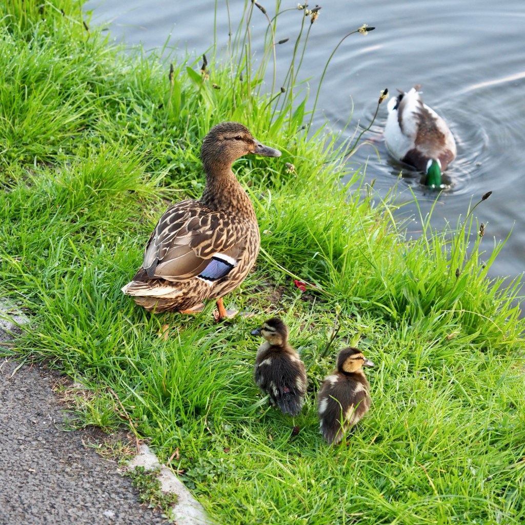 Ducks