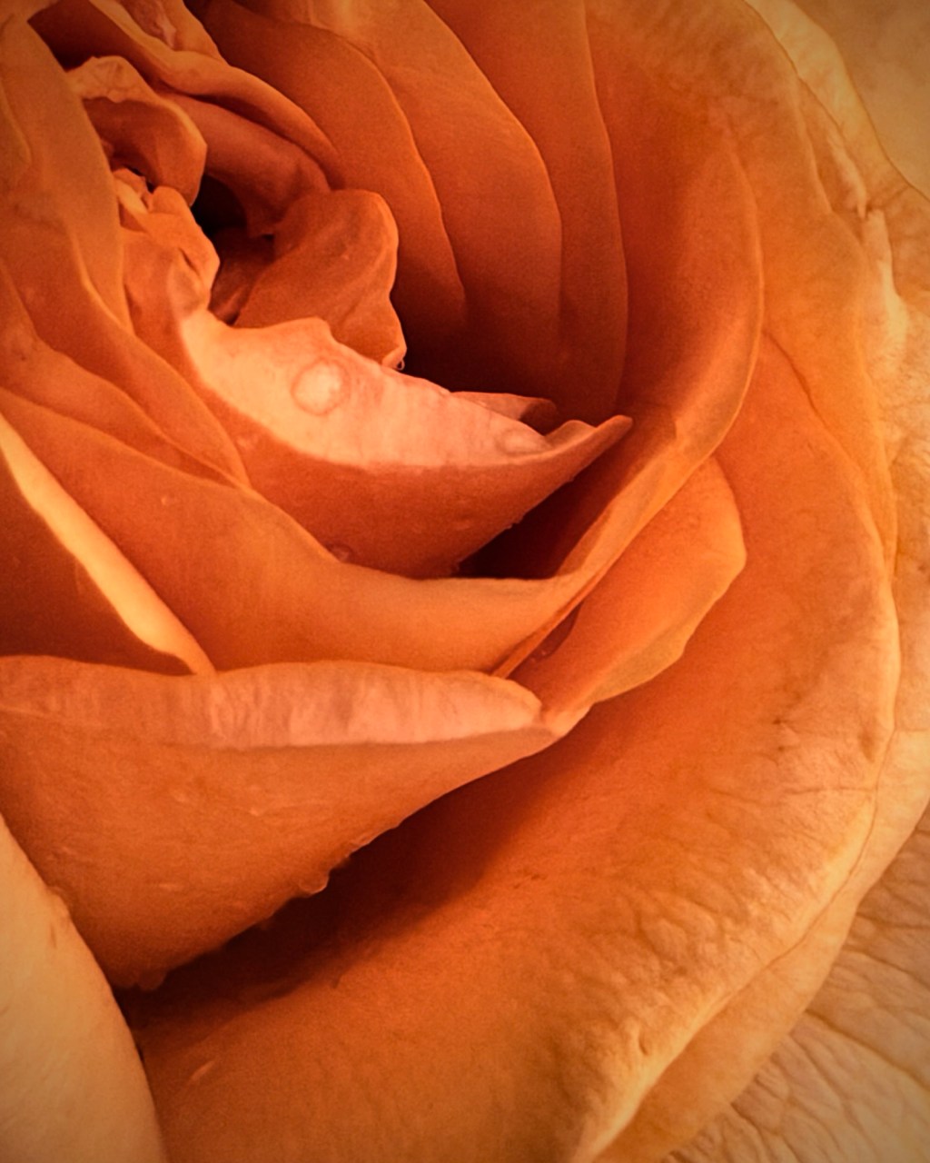 A rose