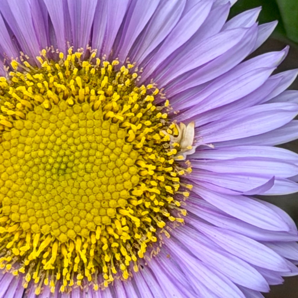 Some more macro&nbsp;shots