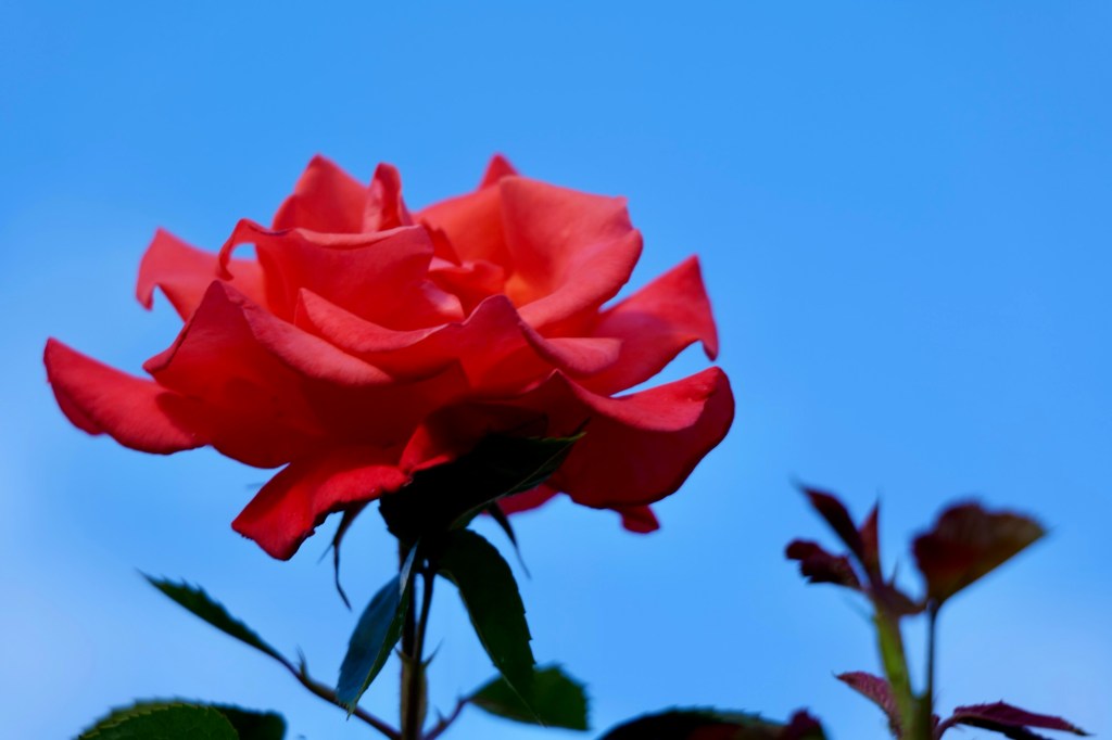 Three books and a&nbsp;rose